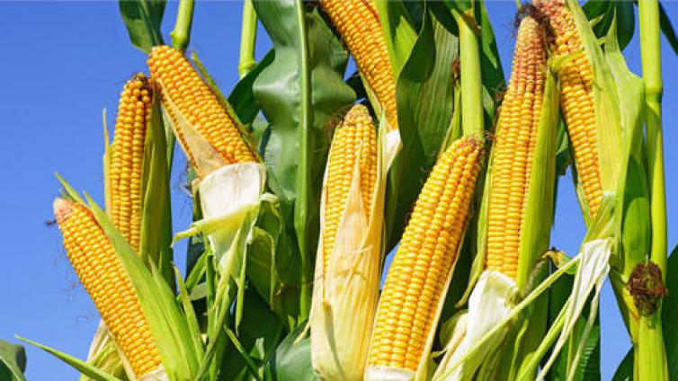 【最智慧商学院】供需缺口扩大 玉米价格“烫手”