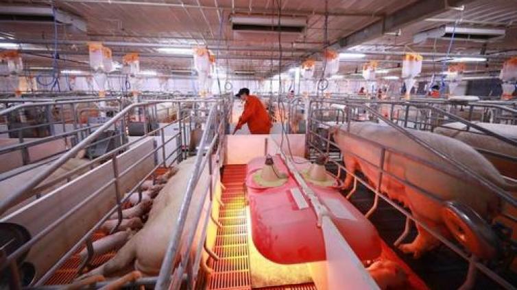 【最智慧商学院】“二师兄”真的飞不动了：养猪户扩容谨慎 躺赚还能持续多久？