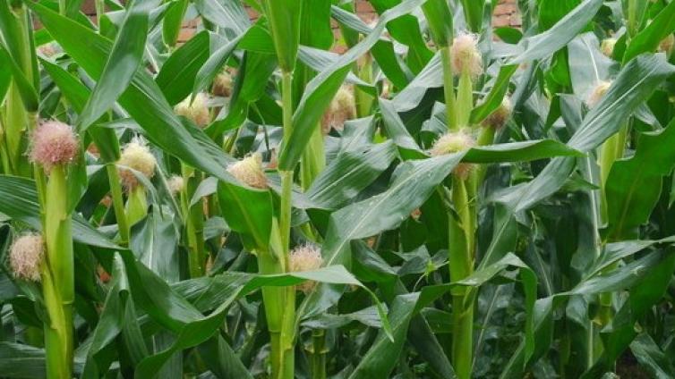 【最智慧商学院】涨涨涨！玉米期货主力合约创8年来新高 突破2500元/吨指日可待？