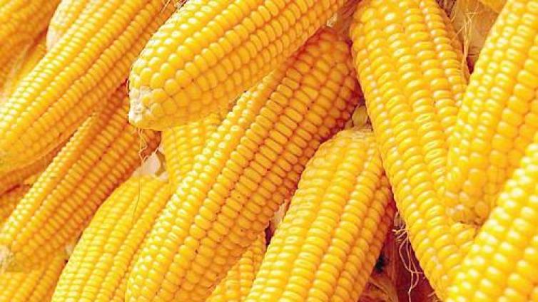 【最智慧商学院】玉米疯狂：期货价格涨超40%、现货遭疯抢 谁是大涨背后推手？