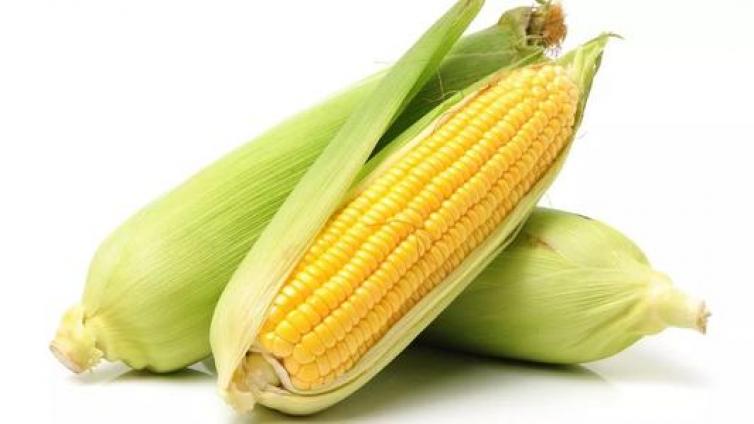 【最智慧商学院】多地玉米收购价半年涨30% 农户后悔卖早了！养猪企业却高兴不起来